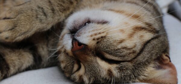 Why Do Cats Sleep With Their Head Upside Down?