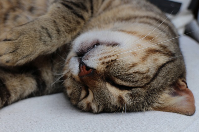 Why Do Cats Sleep With Their Head Upside Down?