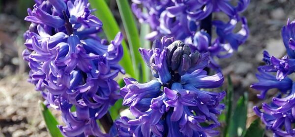 Are Hyacinths Poisonous or Toxic to Cats