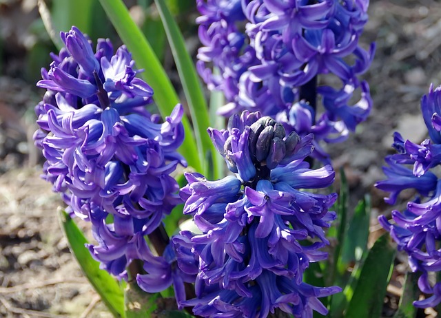 Are Hyacinths Poisonous or Toxic to Cats