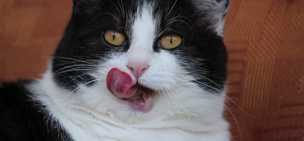 What Does It Mean When Your Cat Licks You