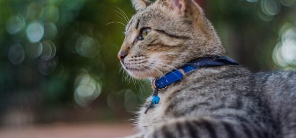 Should Your Cat Wear a Collar