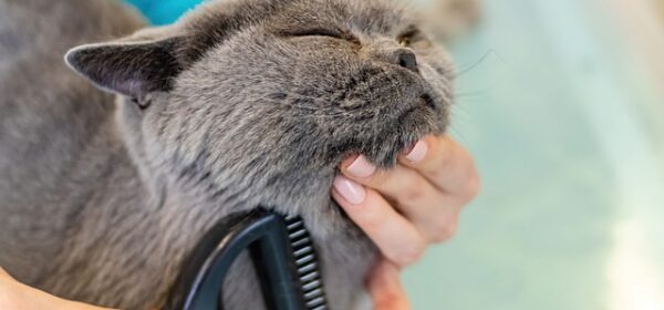 How to Groom a Cat at Home
