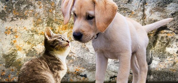 Why Does Your Cat LICK Your Dog