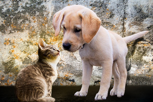 Why Does Your Cat LICK Your Dog