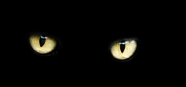 Can Cats See in the Dark