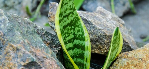 Are Snake Plants Toxins for Cats