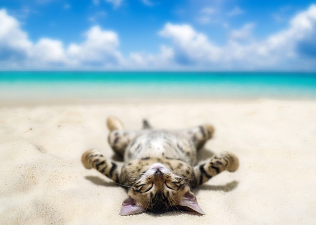 Why Do Cats Like Sunbathing