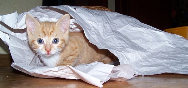 When Cats Love PAPER