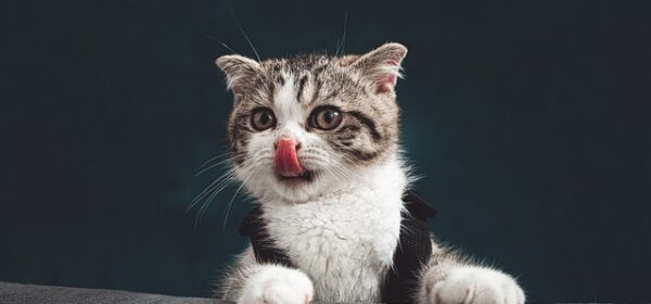 Why Do Cats Lick Their Noses?