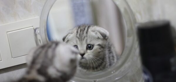 Do Cats UNDERSTAND Mirrors and Their Own Reflections?