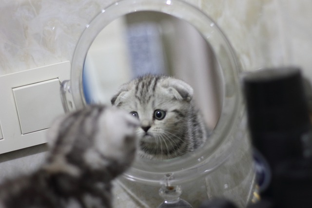 Do Cats UNDERSTAND Mirrors and Their Own Reflections?