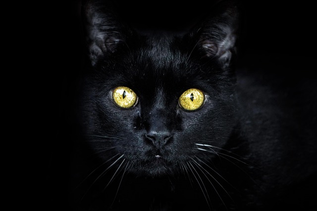 Why Do Cats Eyes Glow in the Dark