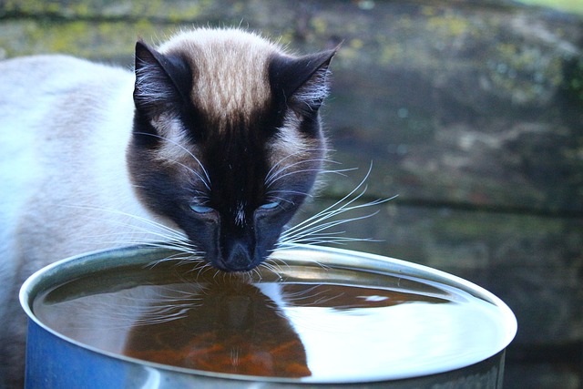 Cat Looking at Water Bowl but Not Drinking