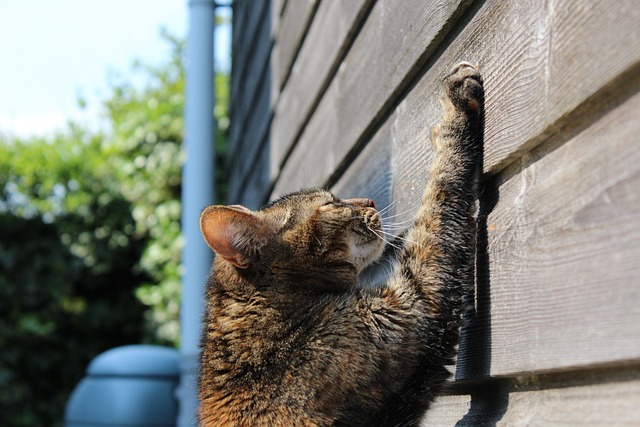 How to Fix Cat Scratches on Walls & End the Damage