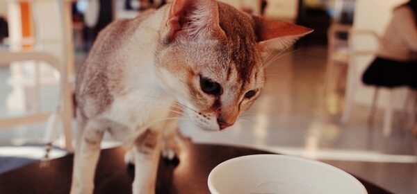 Can Cats Drink Coffee