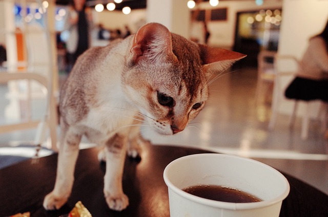 Can Cats Drink Coffee