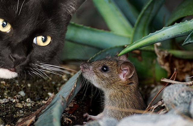 Do Cats Eat Mice WHOLE