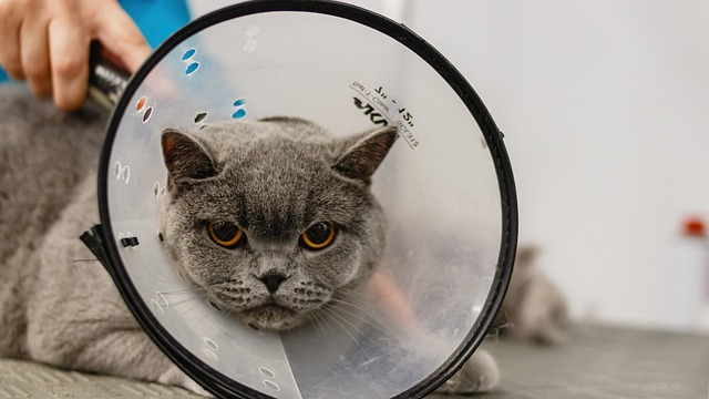 For How Long Does a Neutered Cat Need to Wear a Cone?
