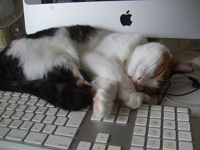 cat in keyboard