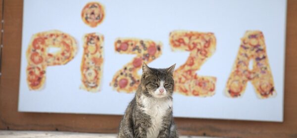 Can Cats Eat PIZZA