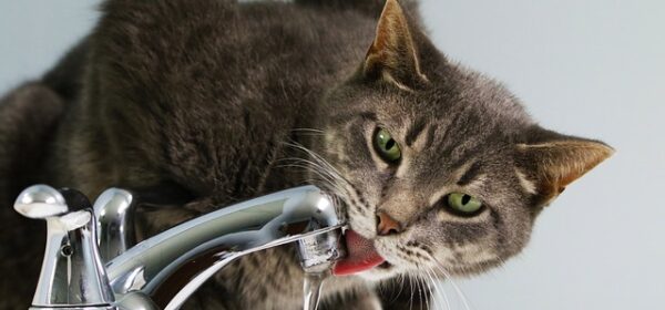 Can Cats Drink From Tap Water