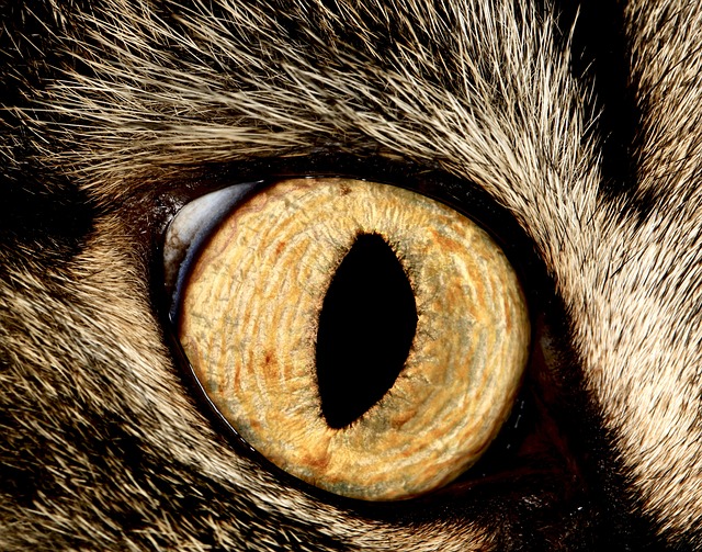 Cat Vision vs Human Vision