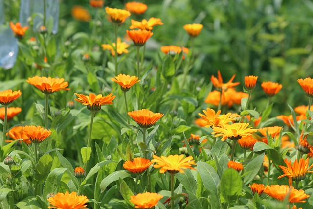 Is Calendula Toxic to Cats