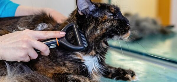 How Often Should You Brush Your Cat