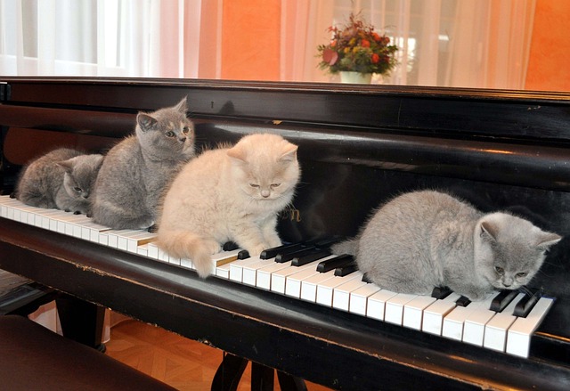 Do Cats REALLY Like Music